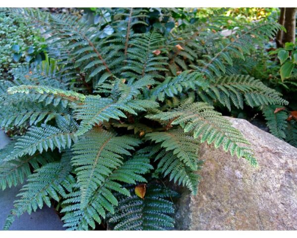 Многорядник Брауна (Polystichum braunii)