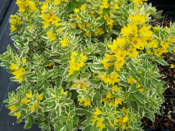 Вербейник точечный Александр (Lysimachia punctata Alexander)