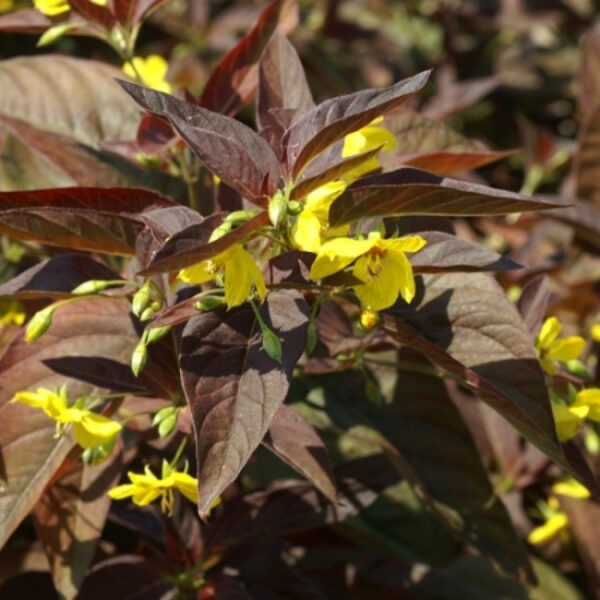 Вербейник реснитчатый Файркрекер (Lysimachia ciliata Fireckracker)