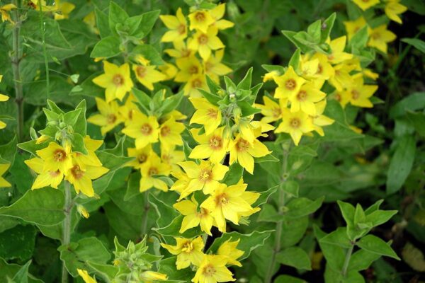 Вербейник точечный (Lysimachia punctata)