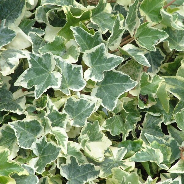 Плющ обыкновенный Вариегата (Hedera helix Variegata)
