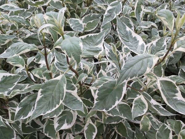 Дерен белый Аргентеомаргината (Cornus alba Argenteomarginata)