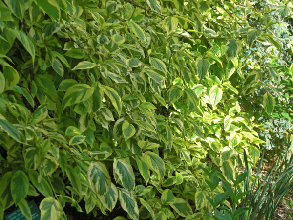Дерен столонный Флавирамеа (Cornus stolonifera Flaviramea)