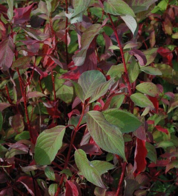 Дерен белый Батон Руж (Cornus alba Baton Rouge)