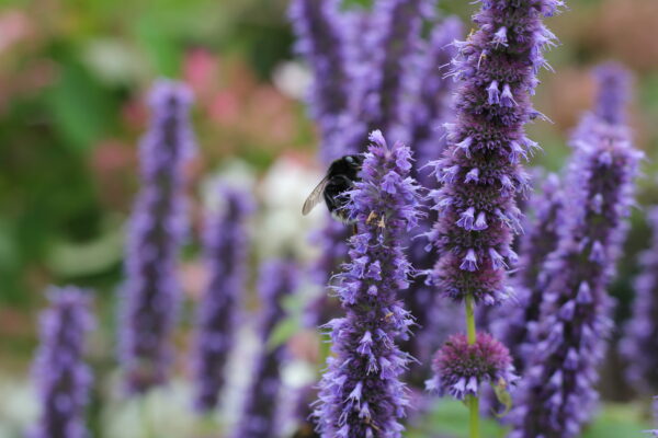 Агастахе Блю Фортун (Agastache Blue Fortune)