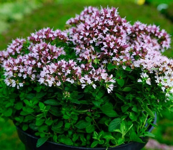 Душица обыкновенная Диаболо (Origanum vulgare Diabolo)
