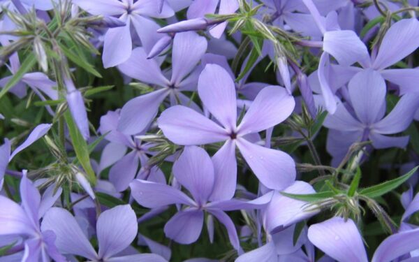Флокс растопыренный Клаудз оф Парфюм (Phlox Clouds of Perfume)