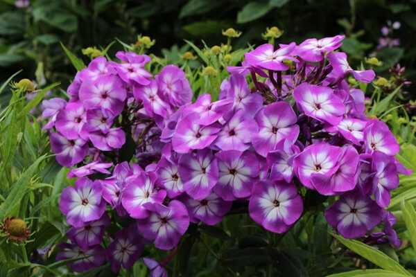 Флокс метельчатый Успех (Phlox paniculata Uspech)