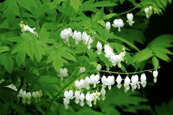Дицентра великолепная Альба (Dicentra spectabilis Alba)