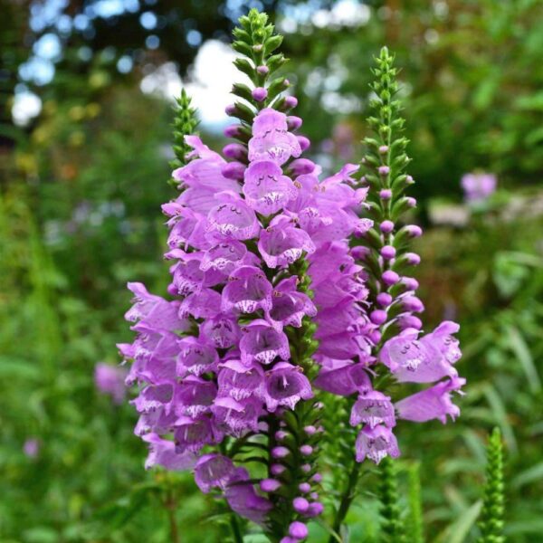 Физостегия виргинская Букет Роуз (Physostegia virginiana Bouquet Rose)