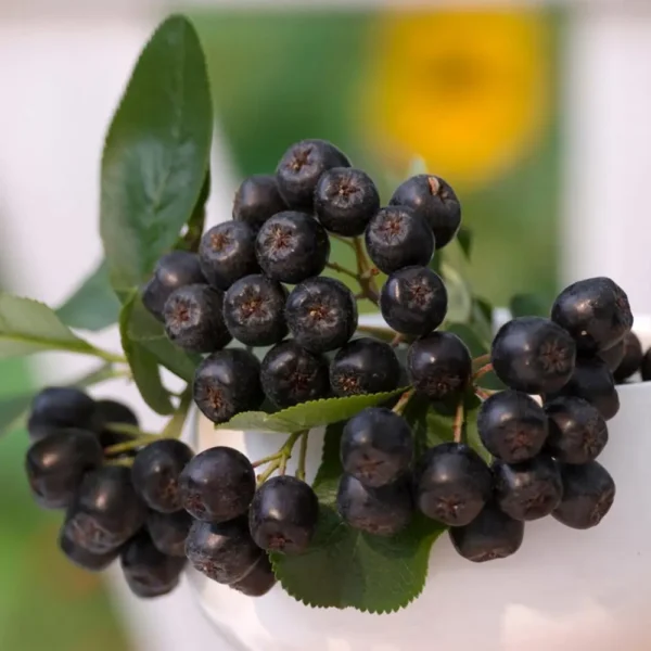 Арония черноплодная Викинг (Aronia melanocarpa Viking)