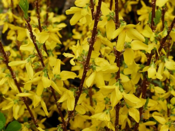 Форзиция промежуточная Уик Энд (Forsythia intermedia Week End)