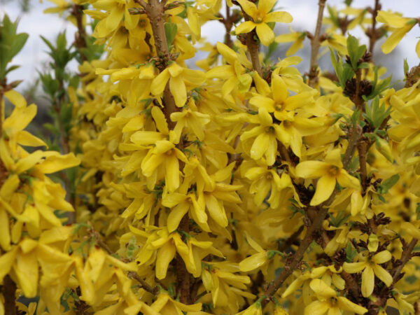 Форзиция промежуточная Микадор (Forsythia intermedia Mikador)