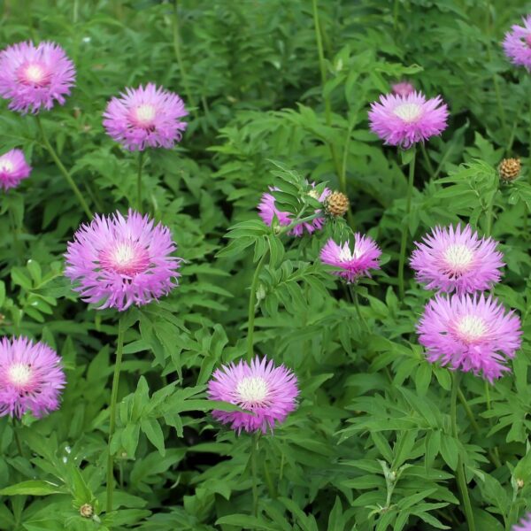 Василек подбеленный (Centaurea dealbata)