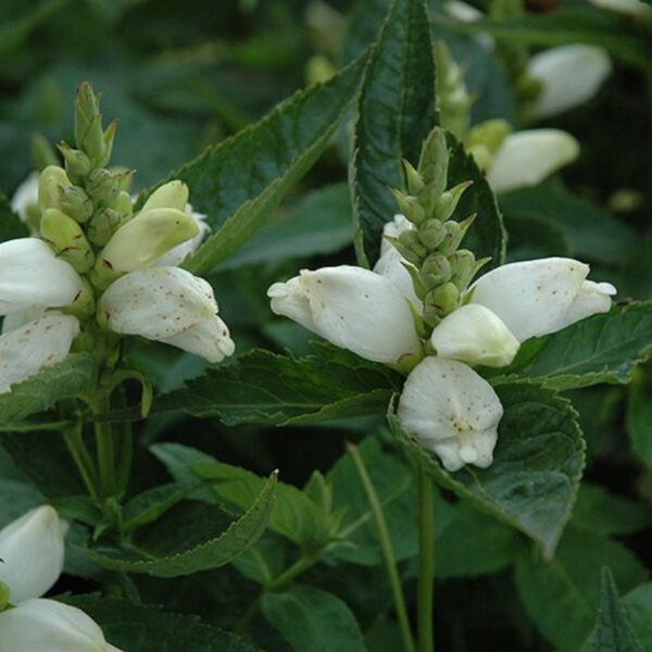 Хелона косая Альба (Chelone obliqua Alba)