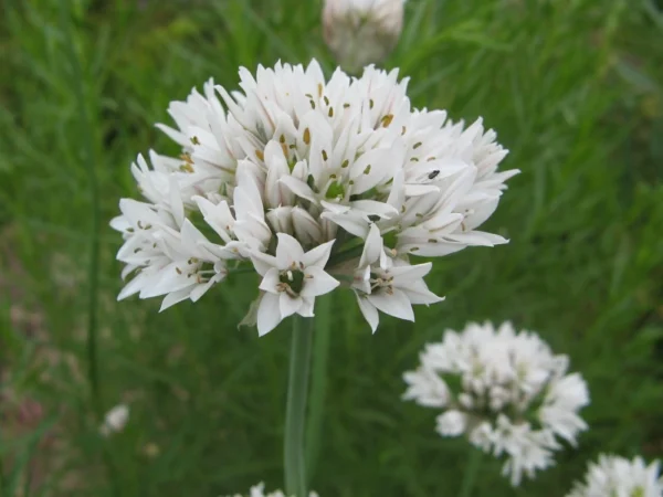 Лук душистый (Allium odorum)