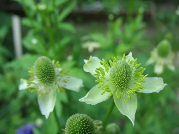 Анемона цилиндрическая (Anemone cylindrica)