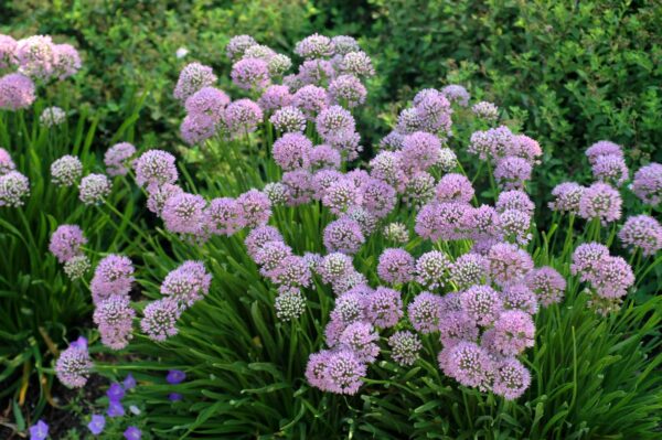 Лук стареющий (Allium senescens)
