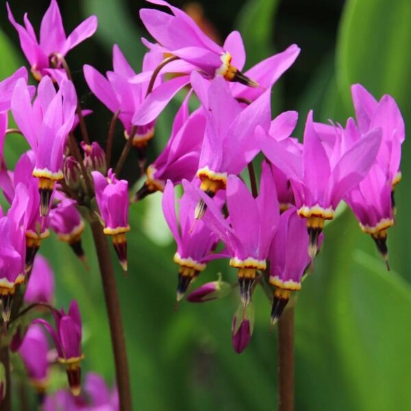 Додекатеон Ред Вингс (Dodecatheon pulchellum Red Wings)
