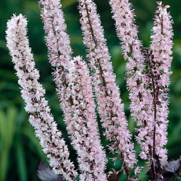 Клопогон ветвистый Пинк Спайк (Cimicifuga ramosa Pink Spike)
