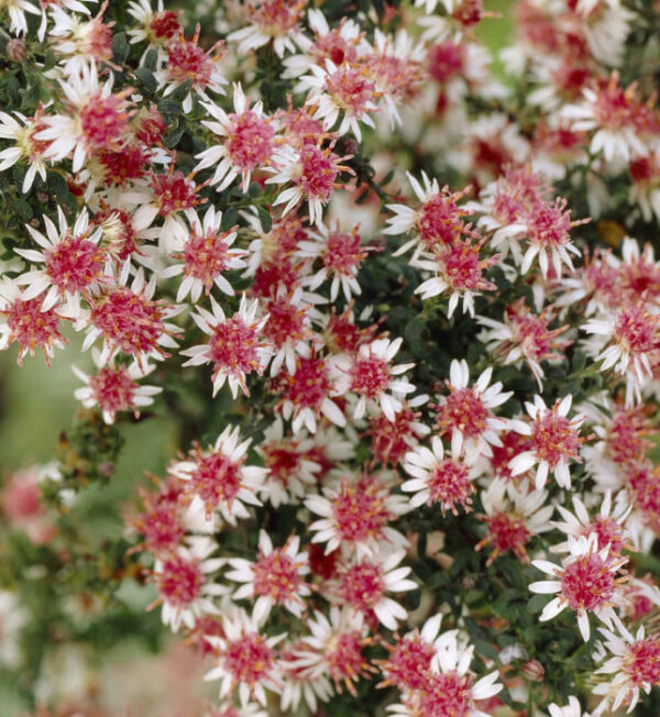 Астра бокоцветная Принц (Aster lateriflorus Prince)