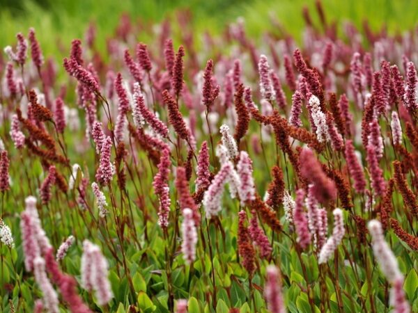 Горец родственный Дарджилинг Ред (Polygonum affine Darjelin Red)