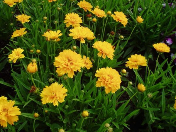 Кореопсис Санрайз (Coreopsis grandiflora Sunrise)