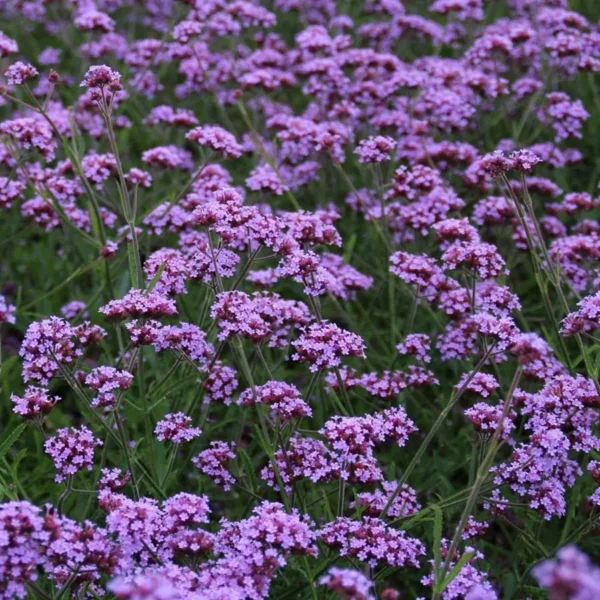 Вербена бонарская (Verbena bonariensis)