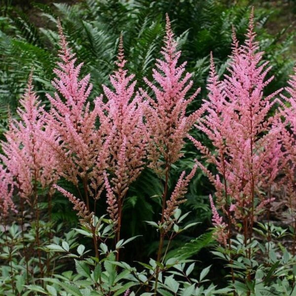 Астильба Арендса Эрика (Astilbe arendsii Erika)