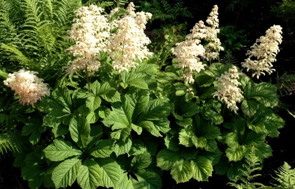 Роджерсия конскокаштанолистная (Rodgersia aesculifolia)