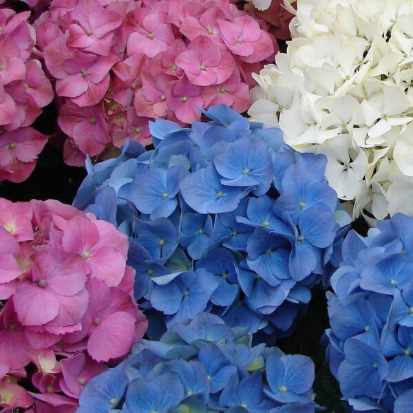 Гортензия крупнолистная Микс (Hydrangea macrophylla)