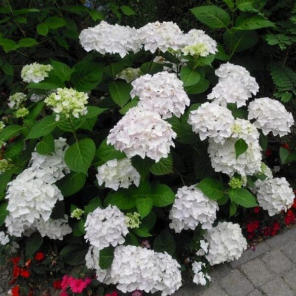 Гортензия крупнолистная Эндлесс Саммер Брайд (Hydrangea macrophylla Endless Summer The Bride)