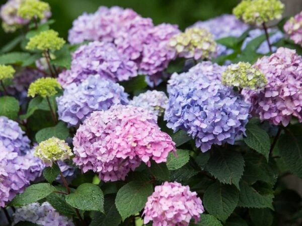 Гортензия крупнолистная Эндлесс Саммер Блумстар (Hydrangea macrophylla Endless Summer Bloomstar)