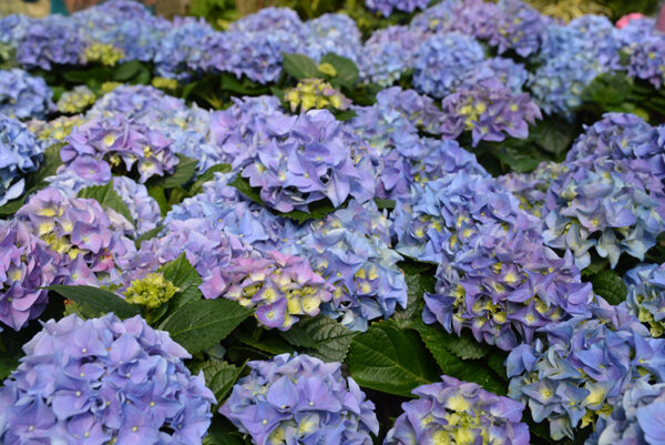 Гортензия крупнолистная Эрли Блю (Hydrangea macrophylla Early Blue)