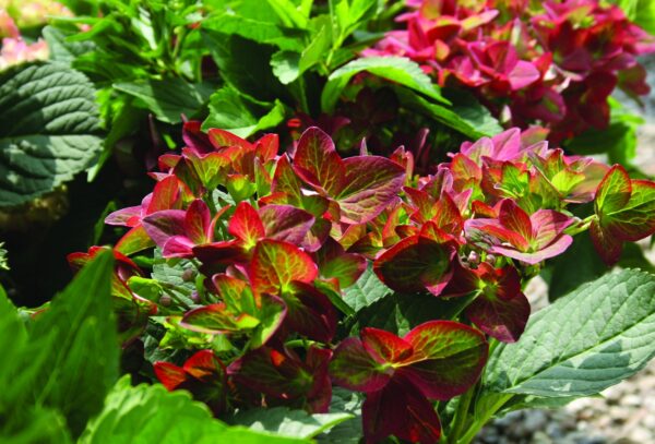 Гортензия крупнолистная Грин Шадоу (Hydrangea macrophylla Green Shadow)