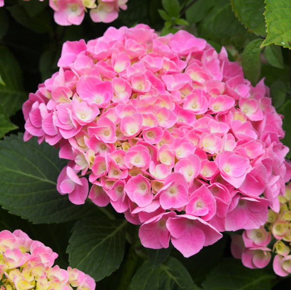 Гортензия крупнолистная Боденси (Hydrangea macrophylla Bodensee Rose)