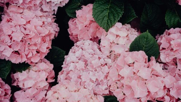 Гортензия крупнолистная Эрли Роуз (Hydrangea macrophylla Early Rose)