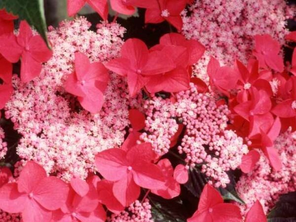 Гортензия крупнолистная Ротшванц (Hydrangea macrophylla Rotschwanz)