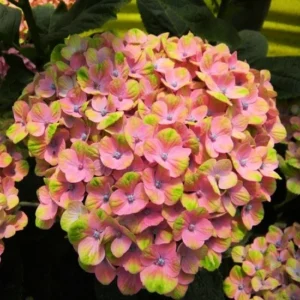 Гортензия крупнолистная Ксиан (Hydrangea macrophylla Xian)