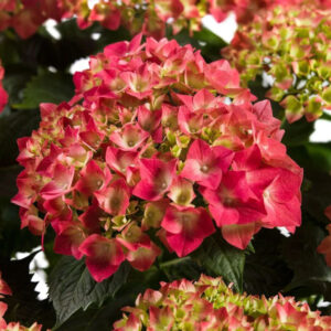 Гортензия крупнолистная Лейхфейер (Hydrangea macrophyllа Leuchtfeuer)