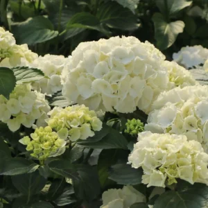 Гортензия крупнолистная Шнибал (Hydrangea macrophylla Schneeball)