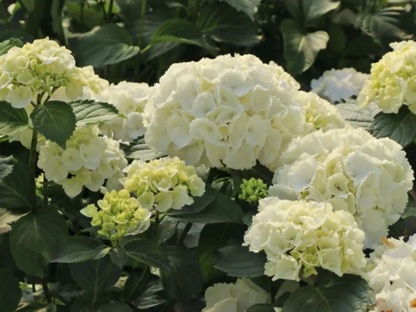 Гортензия крупнолистная Шнибал (Hydrangea macrophylla Schneeball)