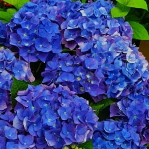 Гортензия крупнолистная Джип Блю (Hydrangea macrophylla Jip Blue)