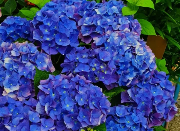 Гортензия крупнолистная Джип Блю (Hydrangea macrophylla Jip Blue)