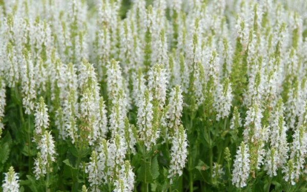 Шалфей дубравный Шнеехугель (Salvia nemorosa Schneehugel)
