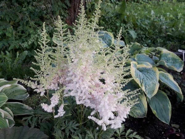 Астильба китайская Милк энд Хани (Astilbe chinensis Milk and Honey)