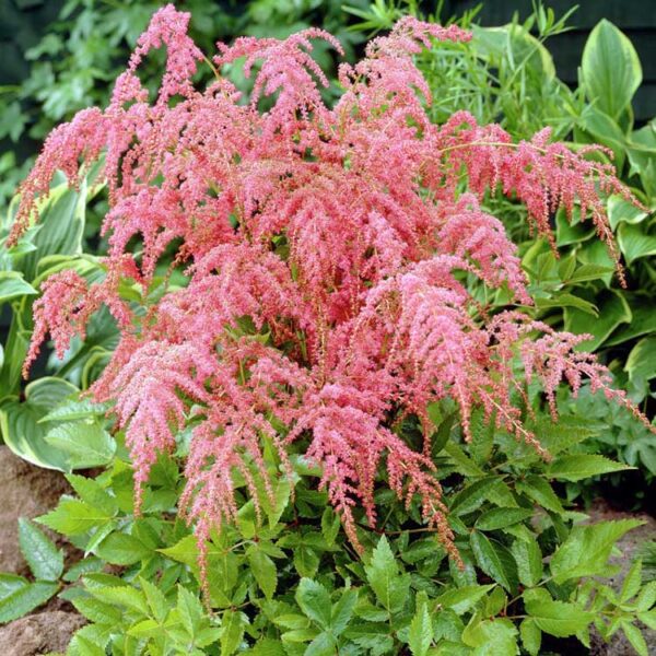Астильба Тунберга Страуссенфедер (Astilbe thunbergii Straussenfeder)