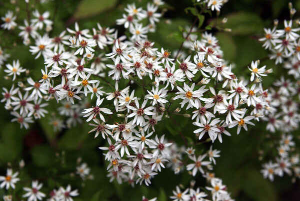 Астра растопыренная Бет Шатто (Aster divaricatus Beth Chatto)