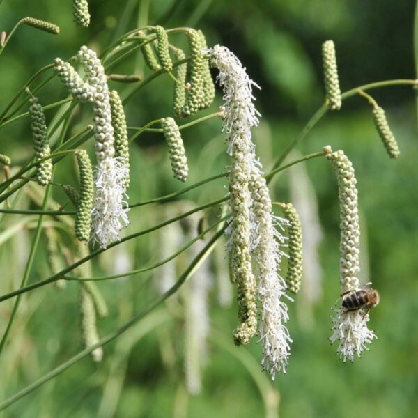 Кровохлебка тонколистная Альбифлора (Sanguisorba Albiflora)