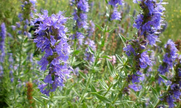 Иссоп лекарственный Нектар Блю (Hyssopus officinalis Nectar Blue)